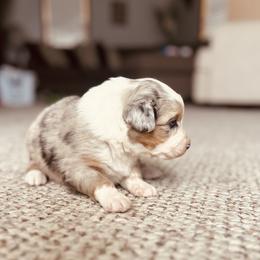 Bubbles - Blue merle female Australian Shepherd puppy in Fort Recovery, Ohio from Mud Path Australian Shepherds