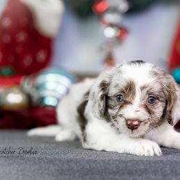 Aussiedoodle Puppies from Dreamcatcher Dogs