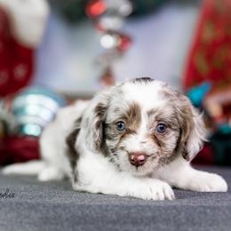 Aussiedoodle Puppies from Dreamcatcher Dogs