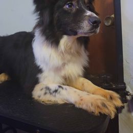 Louise - Black tri-color female Australian Shepherd puppy in Pottstown, Pennsylvania from Ramos Standards