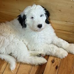 Dasher - Black and white female Sheepadoodle puppy in Candler, North Carolina from Celia's Sheepadoodles