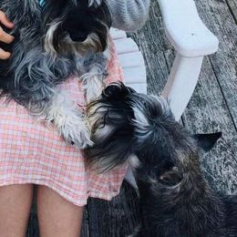 Miniature Schnauzer Puppies from Furry Ark