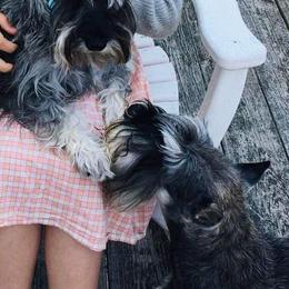 Miniature Schnauzer Puppies from Furry Ark