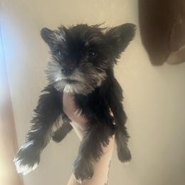 Girl 2 - Black and silver female Miniature Schnauzer puppy in Center Ridge, Arkansas from J Bar B Kennels