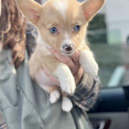 Lou jr red Merle girl - Red merle and white female American Corgi puppy in Clinton, Tennessee from High Hopes Hounds