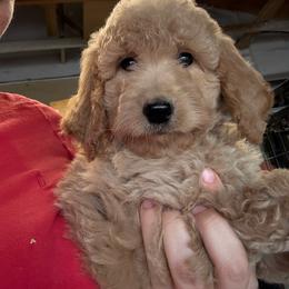 Yellow - Apricot female Assorted Doodle Crosses puppy in San Jacinto, California from Goldens and Doodles