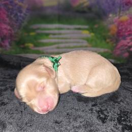 Gandalf - Cream male Dachshund puppy in Centerville, Georgia from Mel's LowRider Ranch