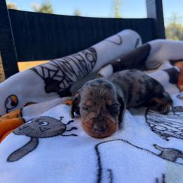 Naomi - Dapple female Dachshund puppy in Powell, Tennessee from Tall & Tiny TN k9s