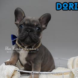 Dorian Haviliard - Blue fawn male French Bulldog puppy in Loxahatchee, Florida from Blue Wonder Frenchies