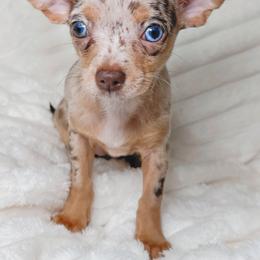 Chihuahua Puppies from Petite Pups LLC