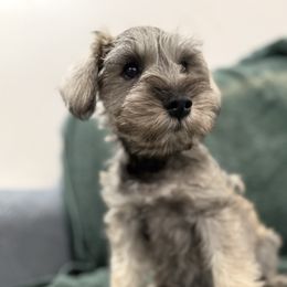 Ezrah - Salt and pepper male Miniature Schnauzer puppy in La Mirada, California from SchnauzersRus