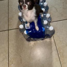 Chihuahua Puppies from Naples Tiny Dogs