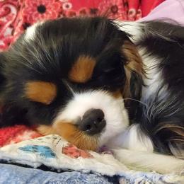 Cavalier King Charles Spaniels from Cedar Mountain Hounds