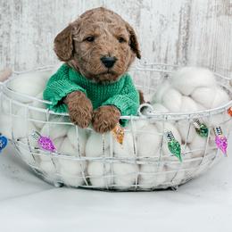 Dasher - Apricot male Goldendoodle puppy in Otisville, Michigan from Danie’s Darling Doodles LLC
