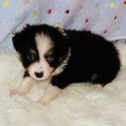 Black tri male - Black tri male Toy Australian Shepherd puppy in Corydon, Indiana from Arbuckle’s Lookin Good Aussies (LGA)