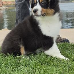 Sidney - Black tri-color male Australian Shepherd puppy in Divide, Colorado from Outlaw Farm and Kennel
