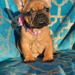 Australian Shepherd and French Bulldog Puppies from Golden Oak Gypsy