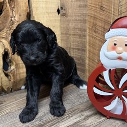 Indy - Black and white female Aussiedoodle puppy in Lavonia, Georgia from H & A Kennels