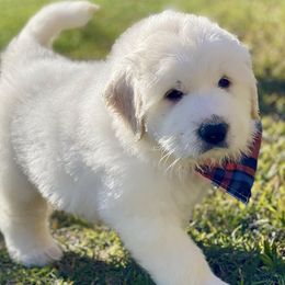OFA health tested White Boy - Great Pyrenees puppy from River's Bend Walnut Orchard