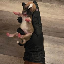 Sage - Black sabled fawn male Chihuahua puppy in Camden, New Jersey from Maldonado Pet Life Breeder LLC.