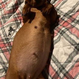 Dachshunds from Not Your Average Weiner