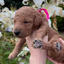 Raven -  Pink collar - Red  female Goldendoodle puppy in Puyallup, Washington from Dawnie’s Doodles