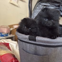 Shea - Black female Pomeranian puppy in Clovis, California from Netzi Poms