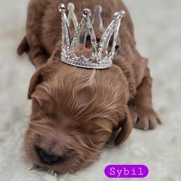 Sybil - Apricot female Goldendoodle puppy in Neillsville, Wisconsin from Granton Creek