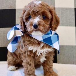 Cavapoo, Goldendoodle, and Poodle Puppies from Pitter Patter Puppies