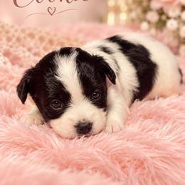 Cookie - White female Morkie puppy in Davie, Florida from Sweet Peluditos