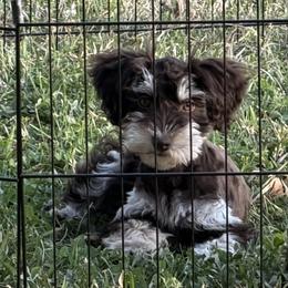 Suri - Liver female Miniature Schnauzer puppy in Silver Creek, Mississippi from Mamie’s Minis, LLC