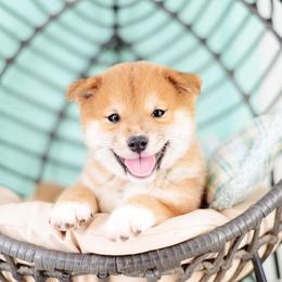 Ario - Red Boy - Red male Shiba Inu puppy in Neosho, Missouri from Sunny Terrace Shibas