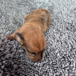 Sleepy - Dapple female Dachshund puppy in Chelsea, Oklahoma from Renee's Dachshund's