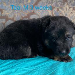 Teal collar boy - Black and red male German Shepherd puppy in Coleta, Illinois from Four Leaf Farm- Vom Vierblättriges Bauernhof