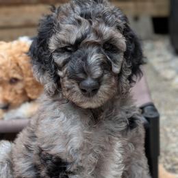 Purple Collar - Merle female Goldendoodle puppy in Olympia, Washington from Sinclairdoodles