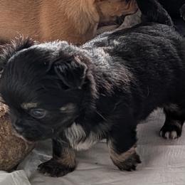Lyra - Black and tan female Chihuahua puppy in Leominster, Massachusetts from House of Lil  Paw