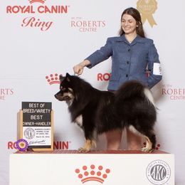Finnish Lapphunds from Moonshot Finnish Lapphunds