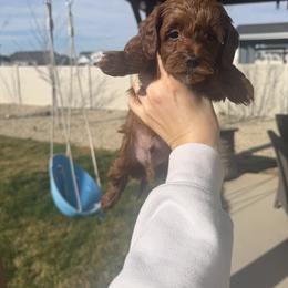 Green boy - Red  male Goldendoodle puppy in Nampa, Idaho from Mar Doodles LLC
