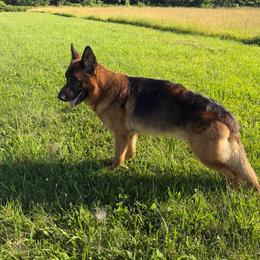 German Shepherd puppies from Vom Kalte Stadt