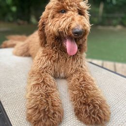Kiwi 🥝 - Red  Goldendoodle puppy in Fort Worth, Texas from Shapa Breeding