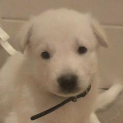 Boy 5 - White male German Shepherd puppy in Tonopah, Nevada from Mercy's White Shepherds