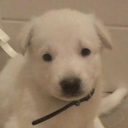 Boy 5 - White male German Shepherd puppy in Tonopah, Nevada from Mercy's White Shepherds