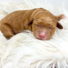 Female One - Red  female Goldendoodle puppy in Davison, Michigan from Dreaming Doodles