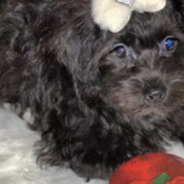 Maltipoos from Sonia's puppies