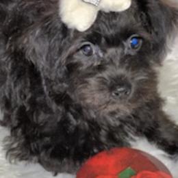 Maltipoos from Sonia's puppies