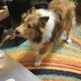 Shetland Sheepdogs from Nichols Shelties