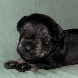 Tucker - Black and silver male Miniature Schnauzer puppy in Akeley, Minnesota from Great Northern Schnauzers