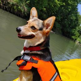 American Corgis and Pembroke Welsh Corgis from 3TGStockdogs