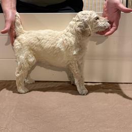 Girl 3 - Cream female Poodle puppy in Walpole, Massachusetts from Harborstone Poodles and Terriers