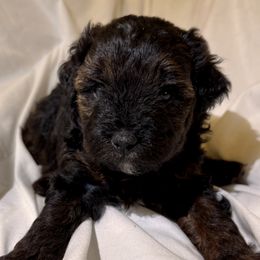 Bernedoodle Puppies from Florida Mini Bernedoodles